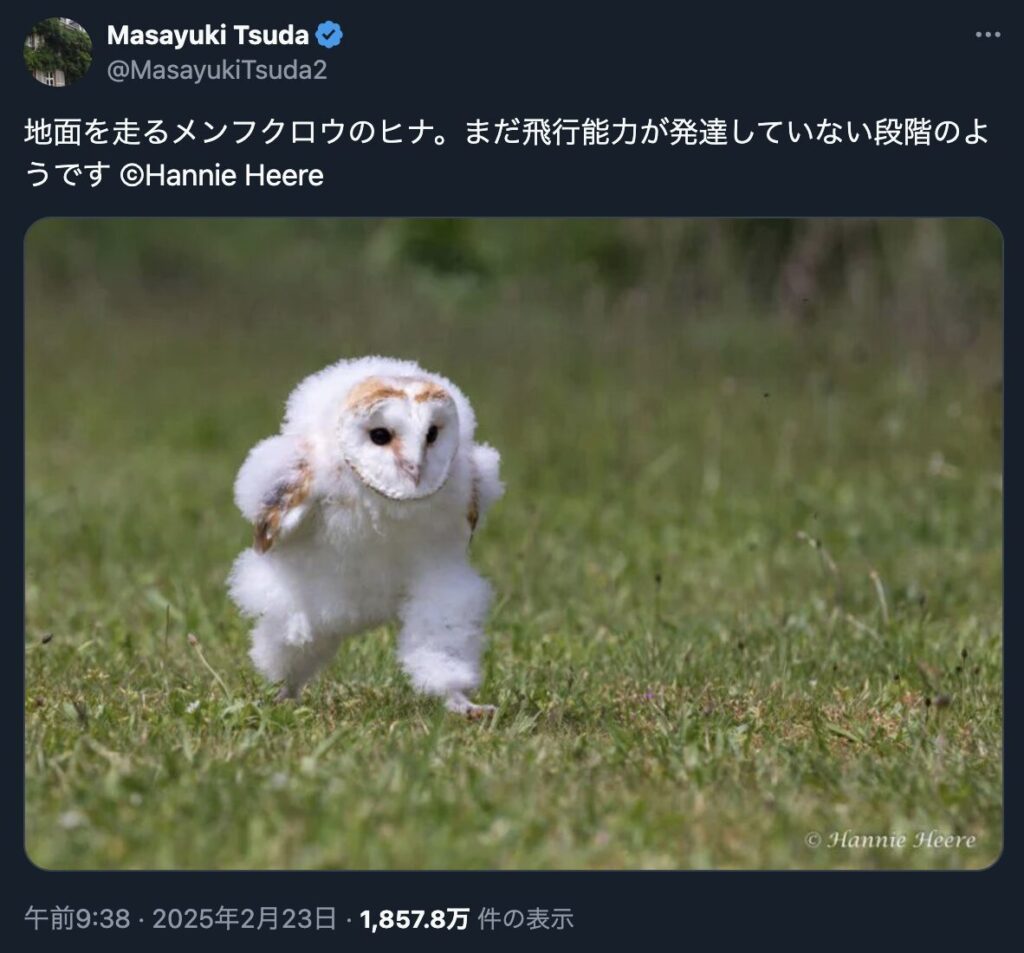 エッホエッホと走るフクロウの元ネタとは？様々なパターンが作られ話題に！ | Tono-Life